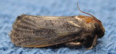 Acrolophus popeanella