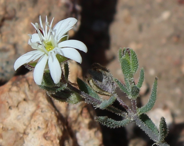 Drymaria arenarioides