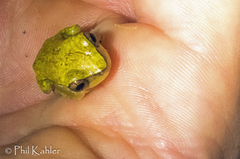 Dendropsophus triangulum