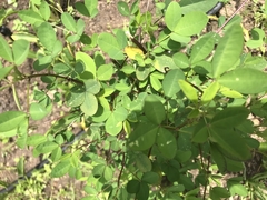 Crotalaria longirostrata