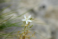 Zeltnera beyrichii