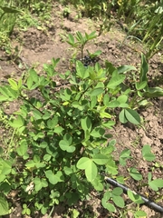 Crotalaria longirostrata