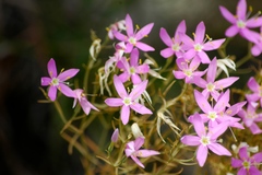 Zeltnera beyrichii