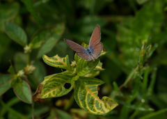 Euchrysops cnejus cnejus