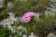 Zeltnera beyrichii