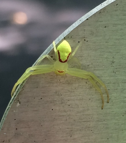 American Green Crab Spider