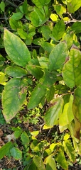 Calycanthus occidentalis