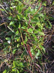 Salix arctophila