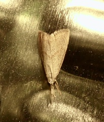 Haimbachia placidellus