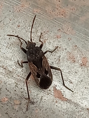 Rhyparochromus