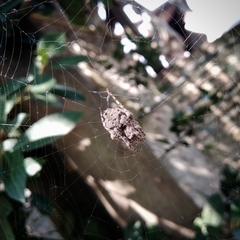 Parawixia audax