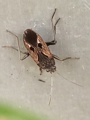 Rhyparochromus