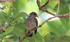 Dicaeum erythrorhynchos