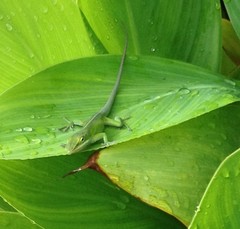 Anolis carolinensis
