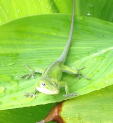 Anolis carolinensis