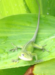Anolis carolinensis