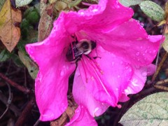 Bombus impatiens