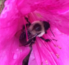 Bombus impatiens