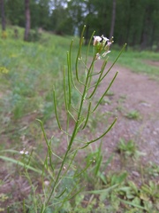 Dontostemon micranthus