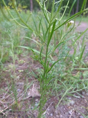 Dontostemon micranthus