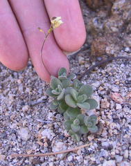 Draba asterophora asterophora