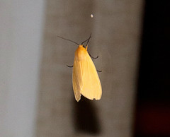 Pareuchaetes insulata