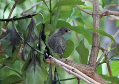 Dicaeum erythrorhynchos