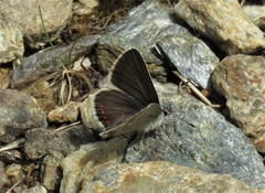 Aricia artaxerxes allous