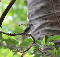 Dicaeum erythrorhynchos