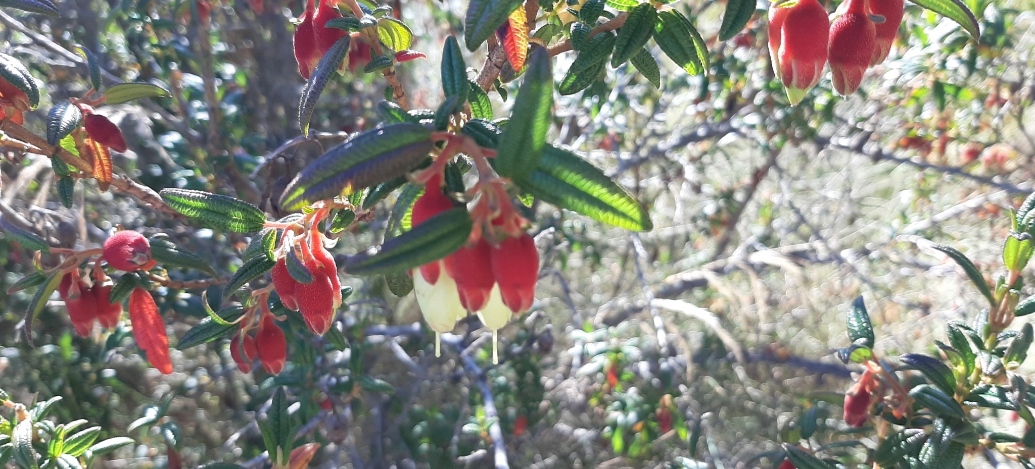 Brachyotum ledifolium image