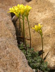 Draba asterophora asterophora