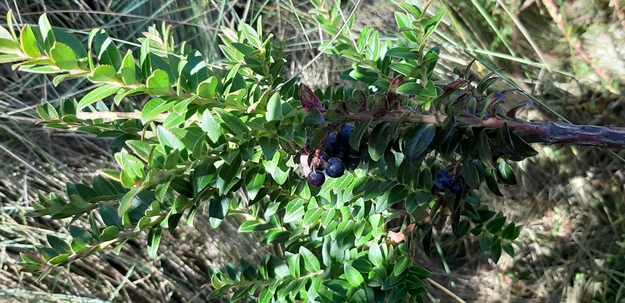 Vaccinium floribundum image