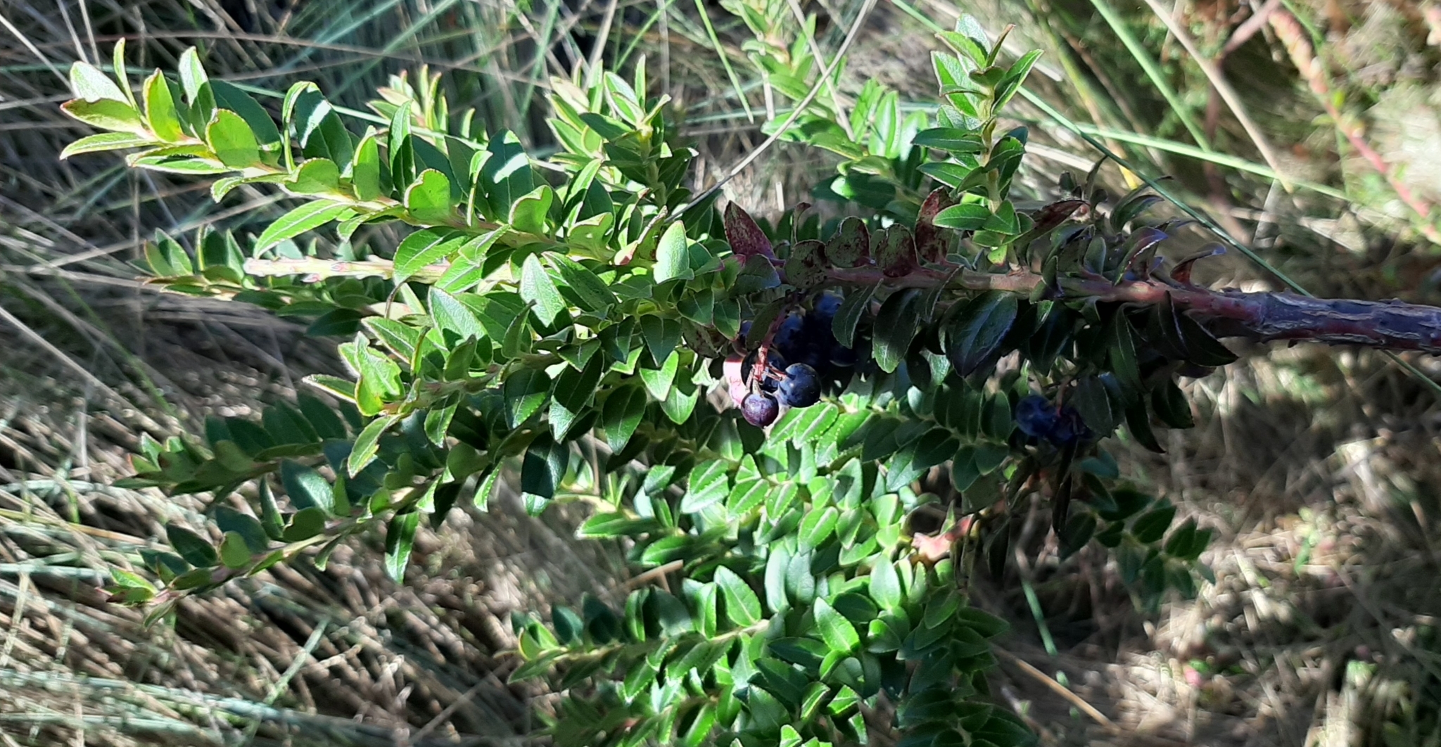 Vaccinium floribundum image