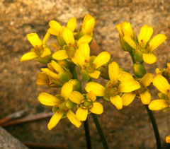 Draba asterophora asterophora