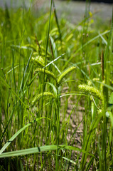Carex schweinitzii