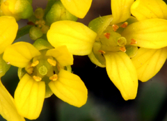 Draba asterophora asterophora