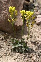 Draba asterophora asterophora