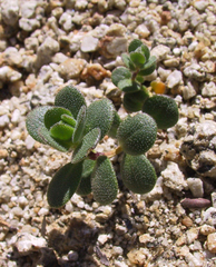 Draba asterophora asterophora