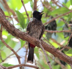 Pycnonotus cafer