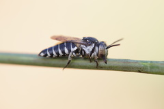 Coelioxys afer