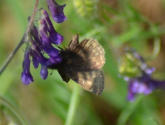 Erynnis juvenalis juvenalis