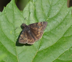 Erynnis juvenalis juvenalis