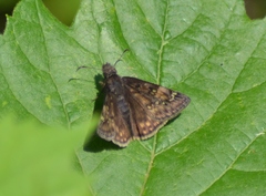 Erynnis juvenalis juvenalis
