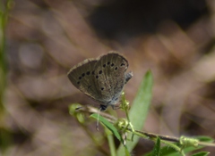 Glaucopsyche lygdamus