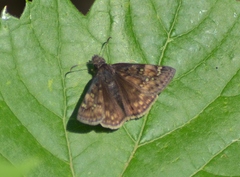 Erynnis juvenalis juvenalis