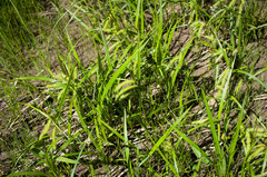 Carex schweinitzii
