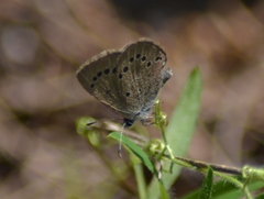 Glaucopsyche lygdamus