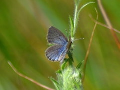 Glaucopsyche lygdamus