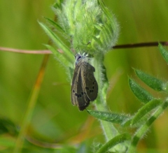 Glaucopsyche lygdamus