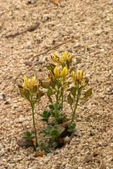 Draba asterophora asterophora